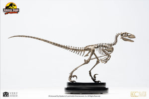 PRE-ORDER: VELOCIRAPTOR SKELETON BRONZE VERSION