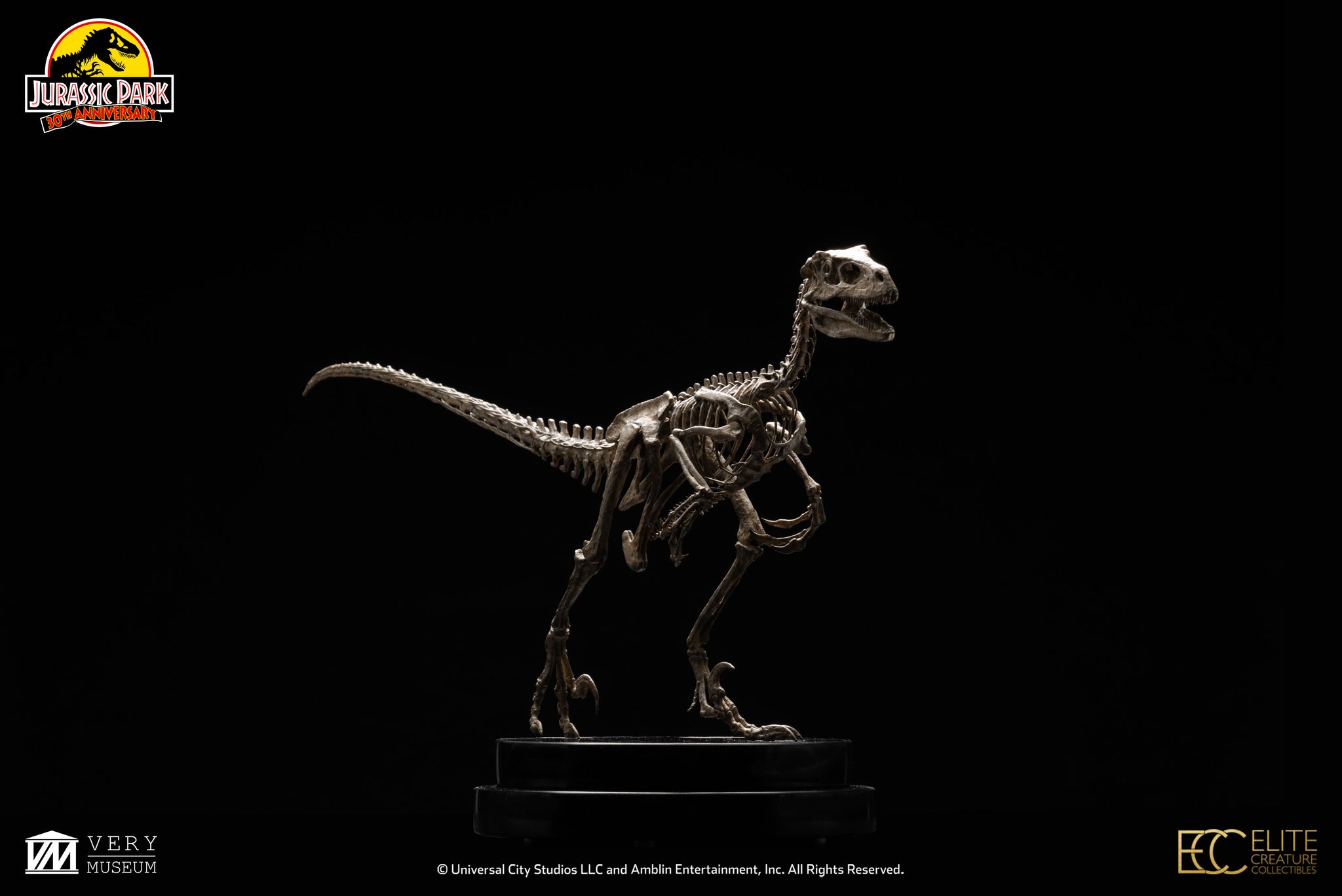 Pre Order Velociraptor Skeleton Bronze Version Maxicollector 